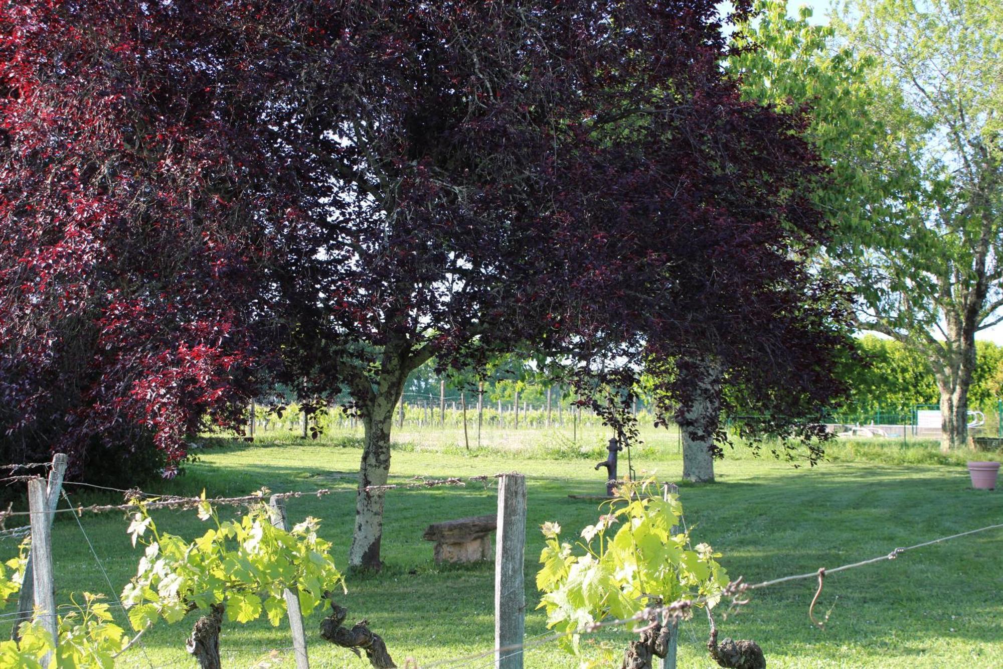 La Vigneraie De Laura Bed & Breakfast Sainte-Colombe  Exterior foto