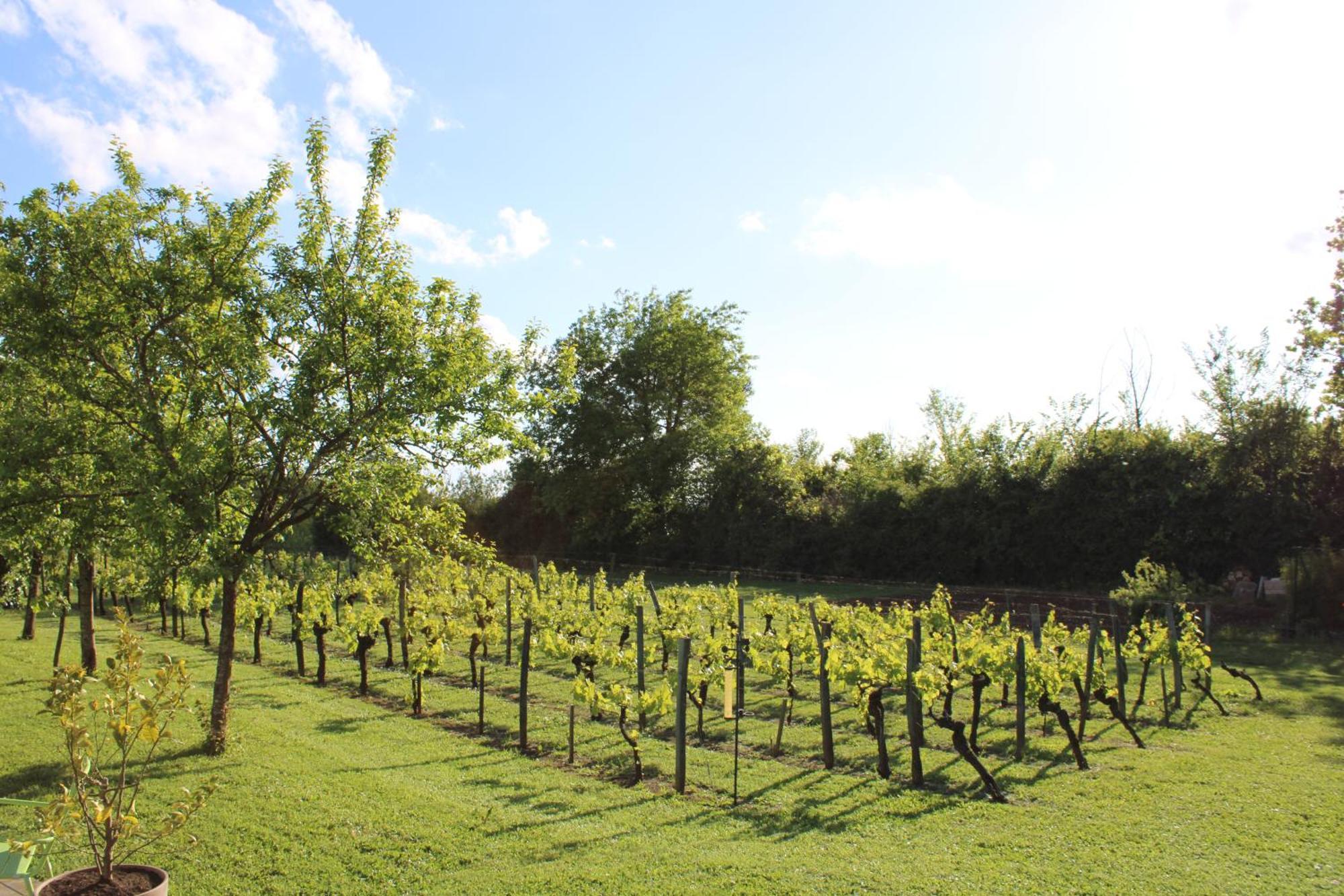 La Vigneraie De Laura Bed & Breakfast Sainte-Colombe  Exterior foto